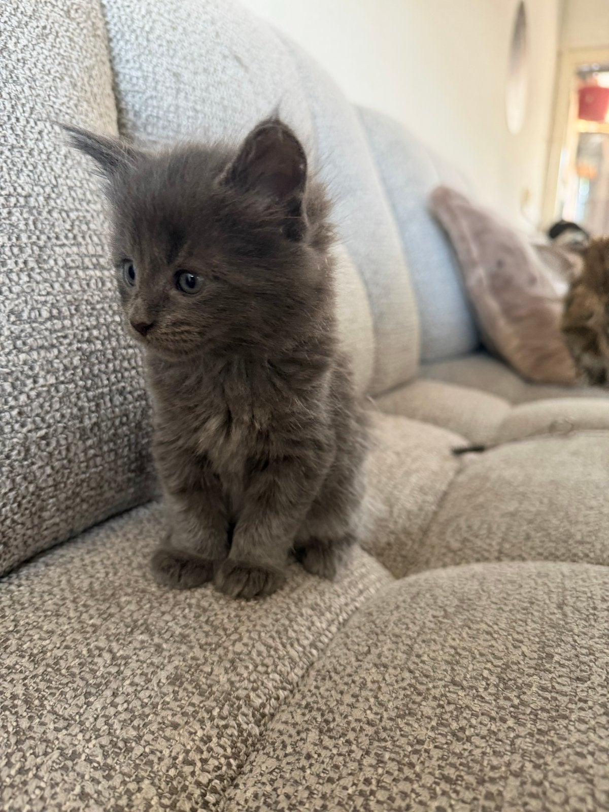 Mainecoon kittens, Dieren en Toebehoren, Katten en Kittens | Overige Katten, Meerdere dieren, Langharig, 0 tot 2 jaar