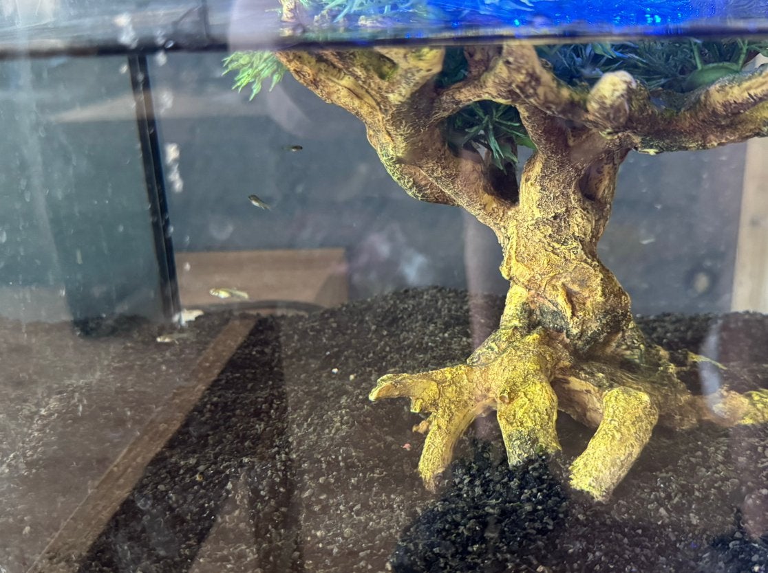 Baby guppys, Dieren en Toebehoren, Vissen | Aquaria en Toebehoren, Ophalen, Zo goed als nieuw, Plant(en), Steen of Hout
