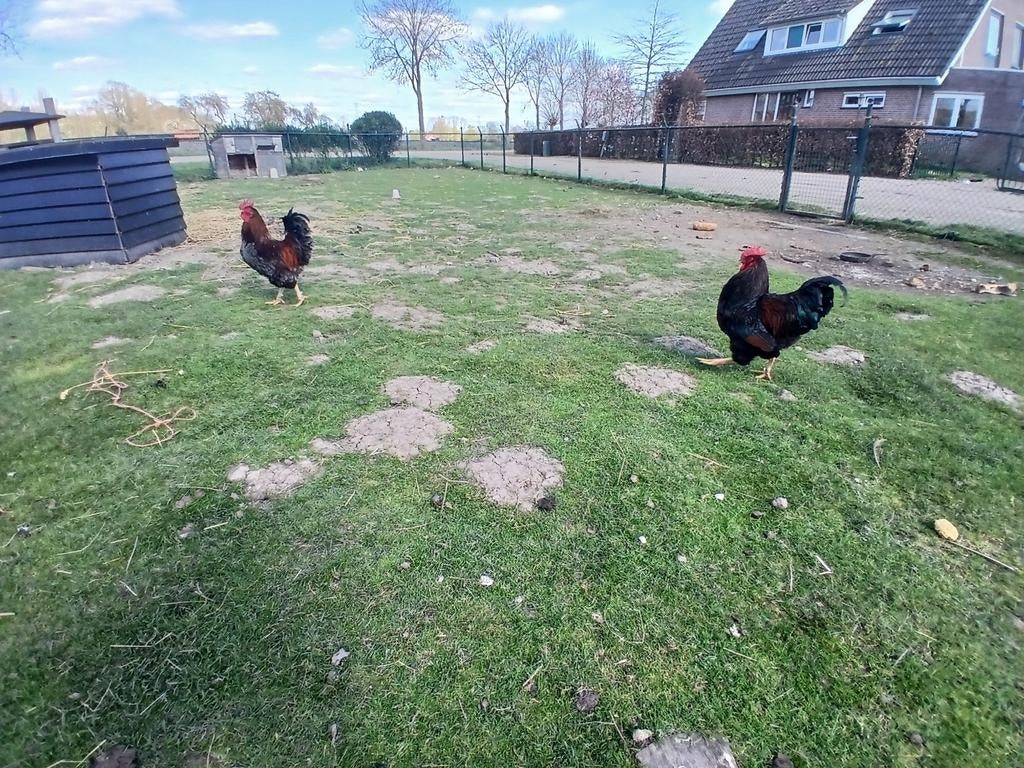 Mooie hanen tekoop, Dieren en Toebehoren, Ophalen