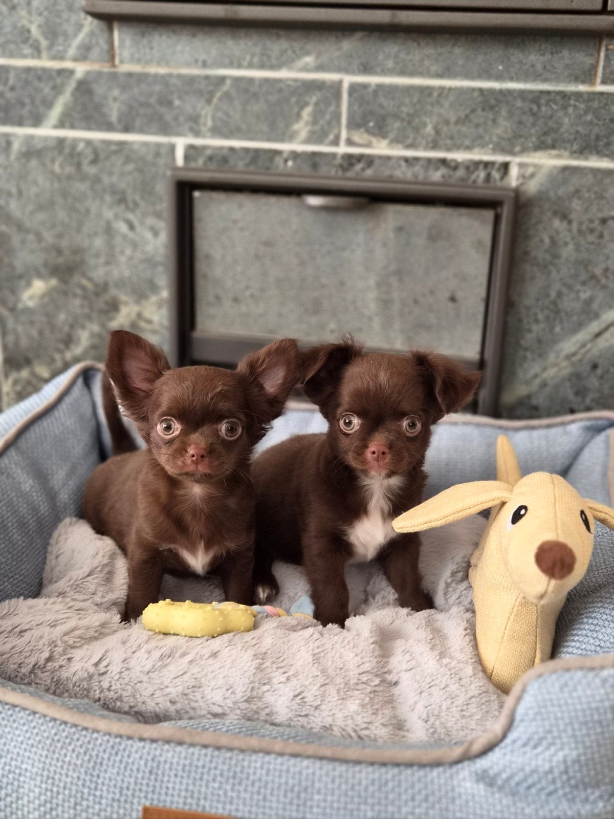 prachtige chihuahua's chocokleur, Nederland, 8 tot 15 weken, Meerdere, Meerdere dieren