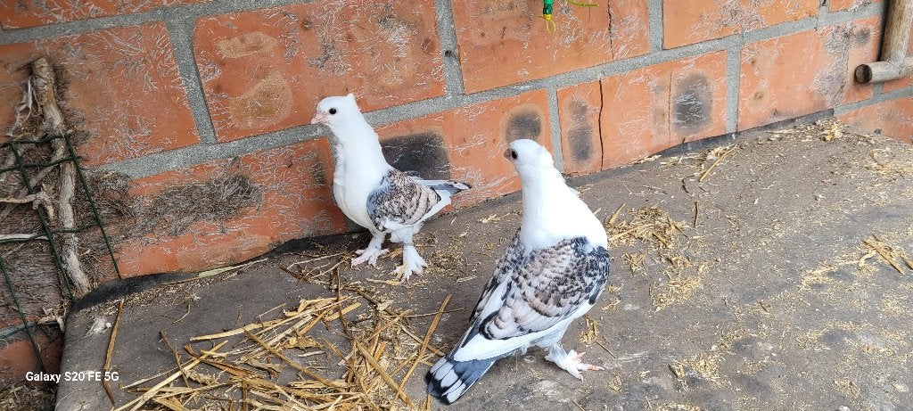 Duiven, Dieren en Toebehoren, Meerdere dieren, Overige soorten