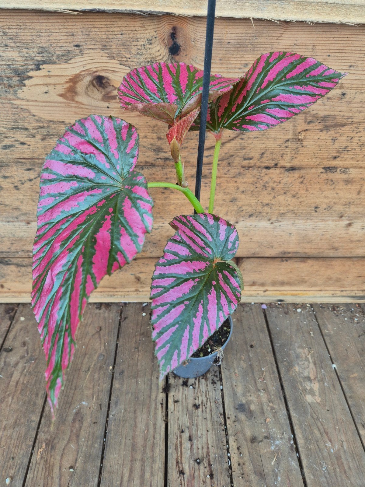 Begonia Brevirimosa p12 (3)