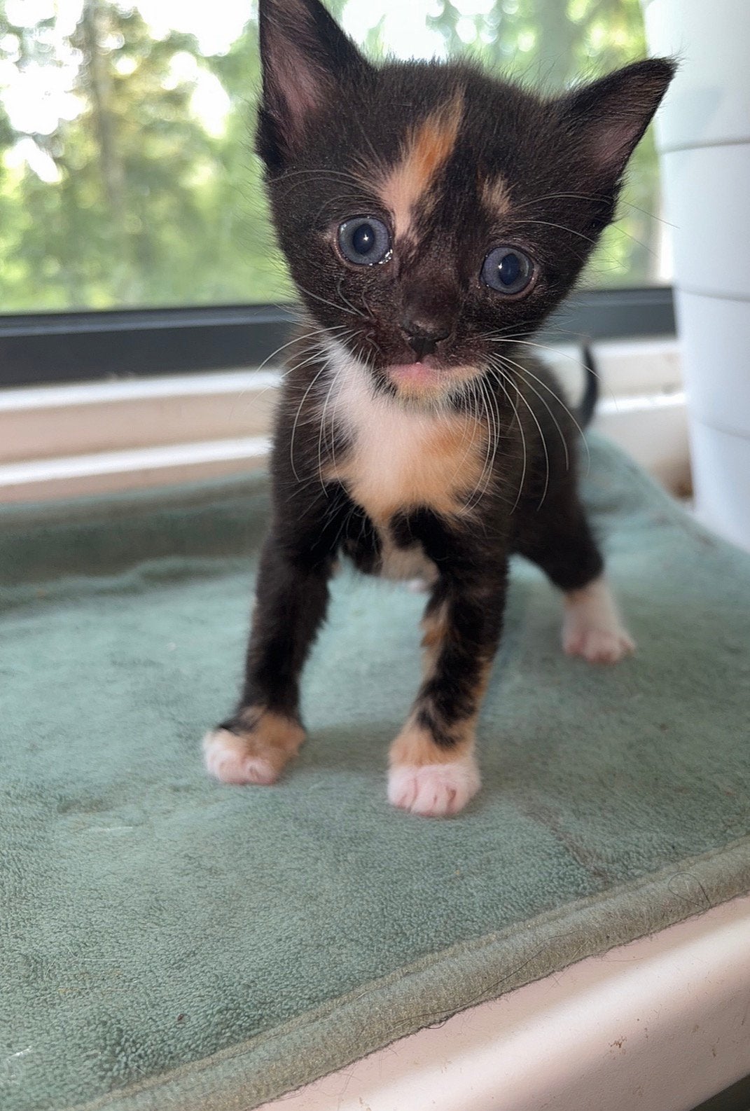 Ragdoll mix britse korthaar, Dieren en Toebehoren, Katten en Kittens | Raskatten | Korthaar, Meerdere dieren, Ontwormd, 0 tot 2 jaar