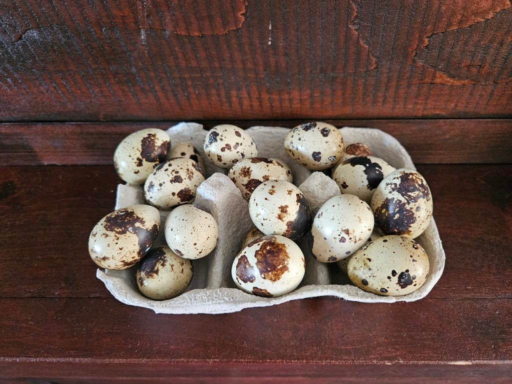 Broedeitjes japanse kwartel, Dieren en Toebehoren, Overige soorten