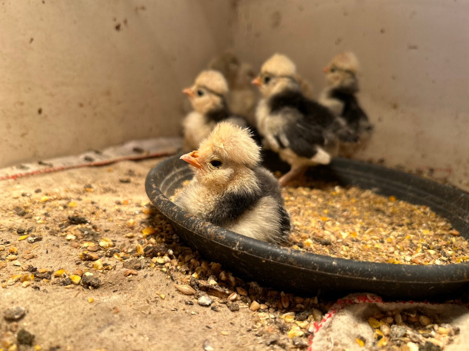 Hollandse kuifhoen kuikens, Dieren en Toebehoren, Meerdere dieren, Tam