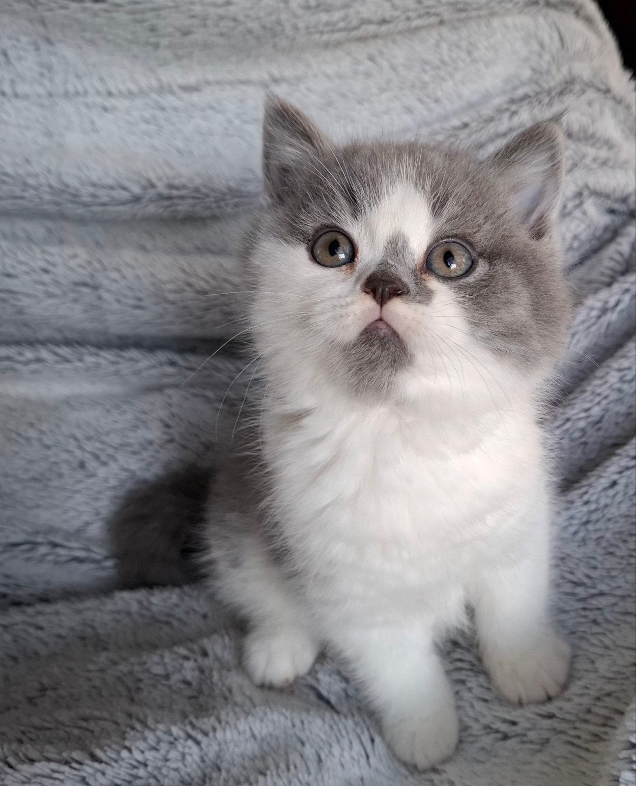 Prachtige britse korthaar kittens aangeboden, Meerdere dieren, Met stamboom, 0 tot 2 jaar