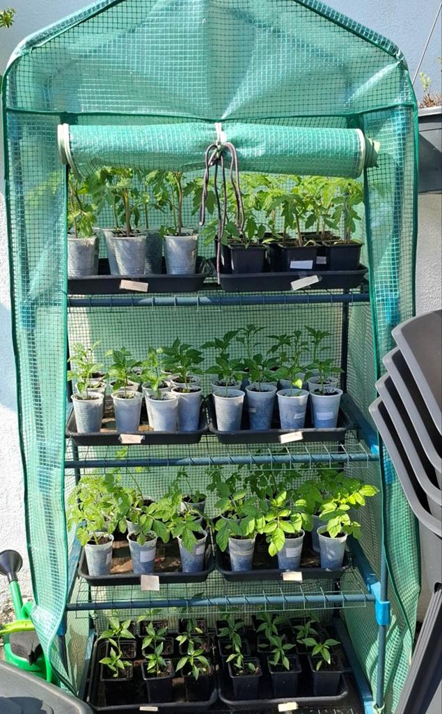 Planten, Tuin en Terras, Planten | Tuinplanten, Ophalen, Eenjarig, Groenteplanten, Volle zon