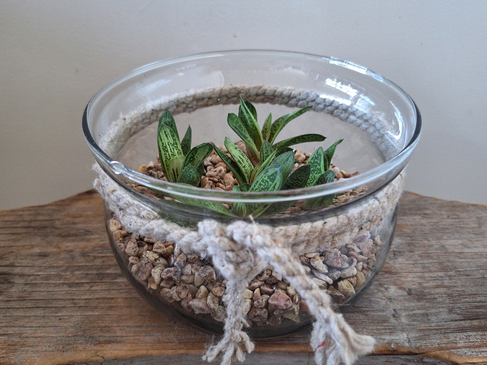 Glazen schaal met 5 Gasteria ‘Little Warty’ stekjes, Ophalen, Cactus, Volle zon, Minder dan 100 cm