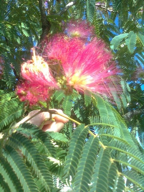 Perzische slaapboom (Albizia julibrissin), Ophalen of Verzenden, Overige soorten, Halfschaduw