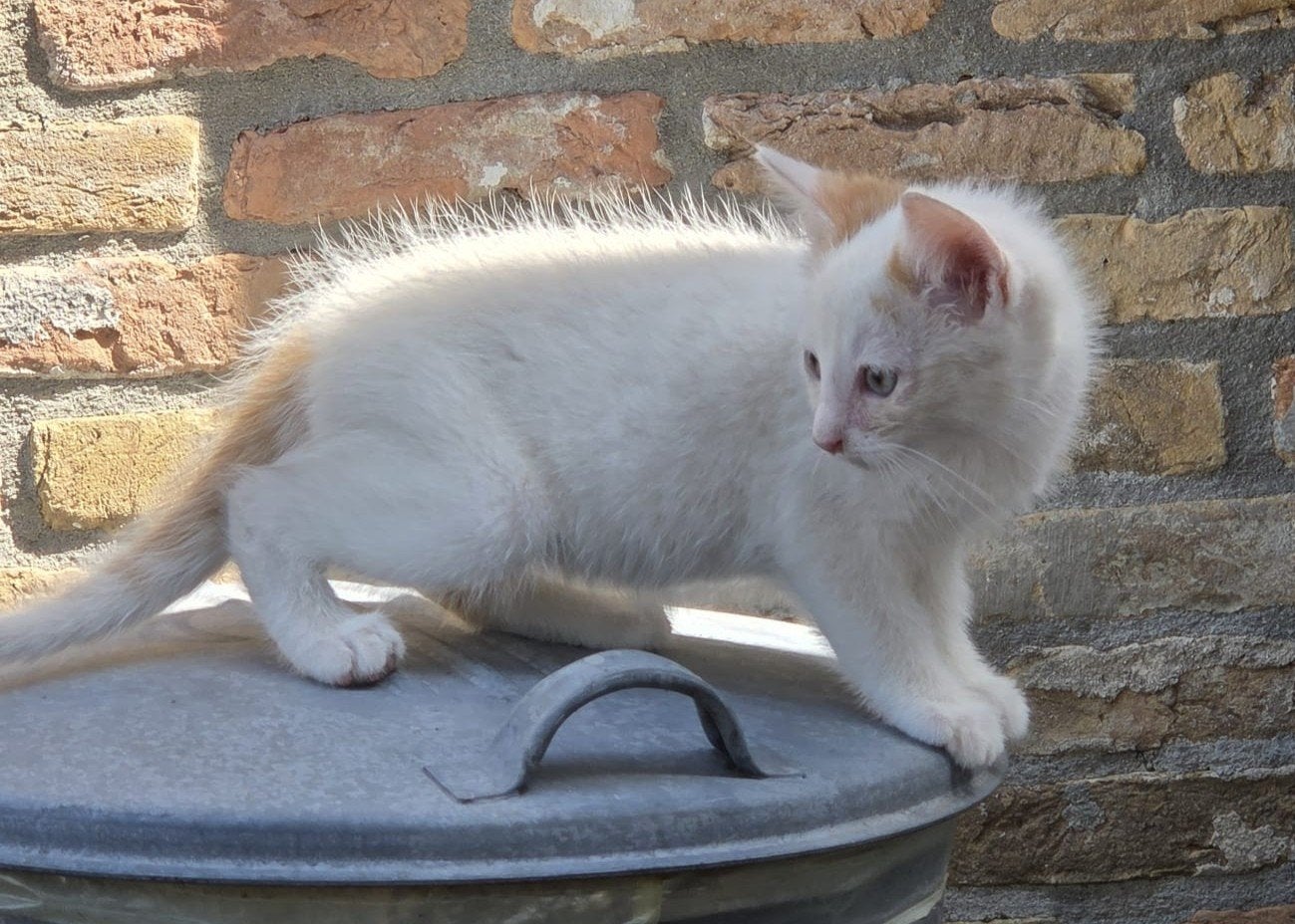 Super lieve kittens, Dieren en Toebehoren, Kater