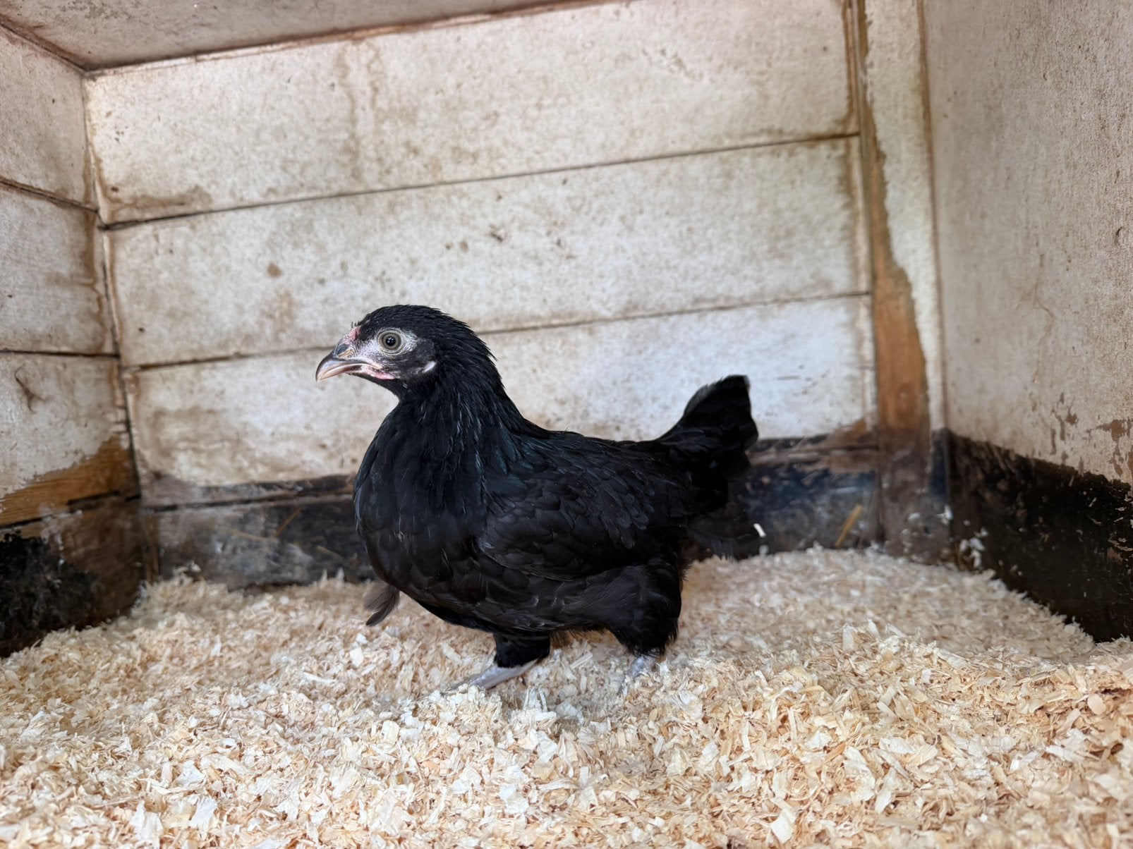 Zwarte krielhen, Dieren en Toebehoren, Vrouwelijk, Kip