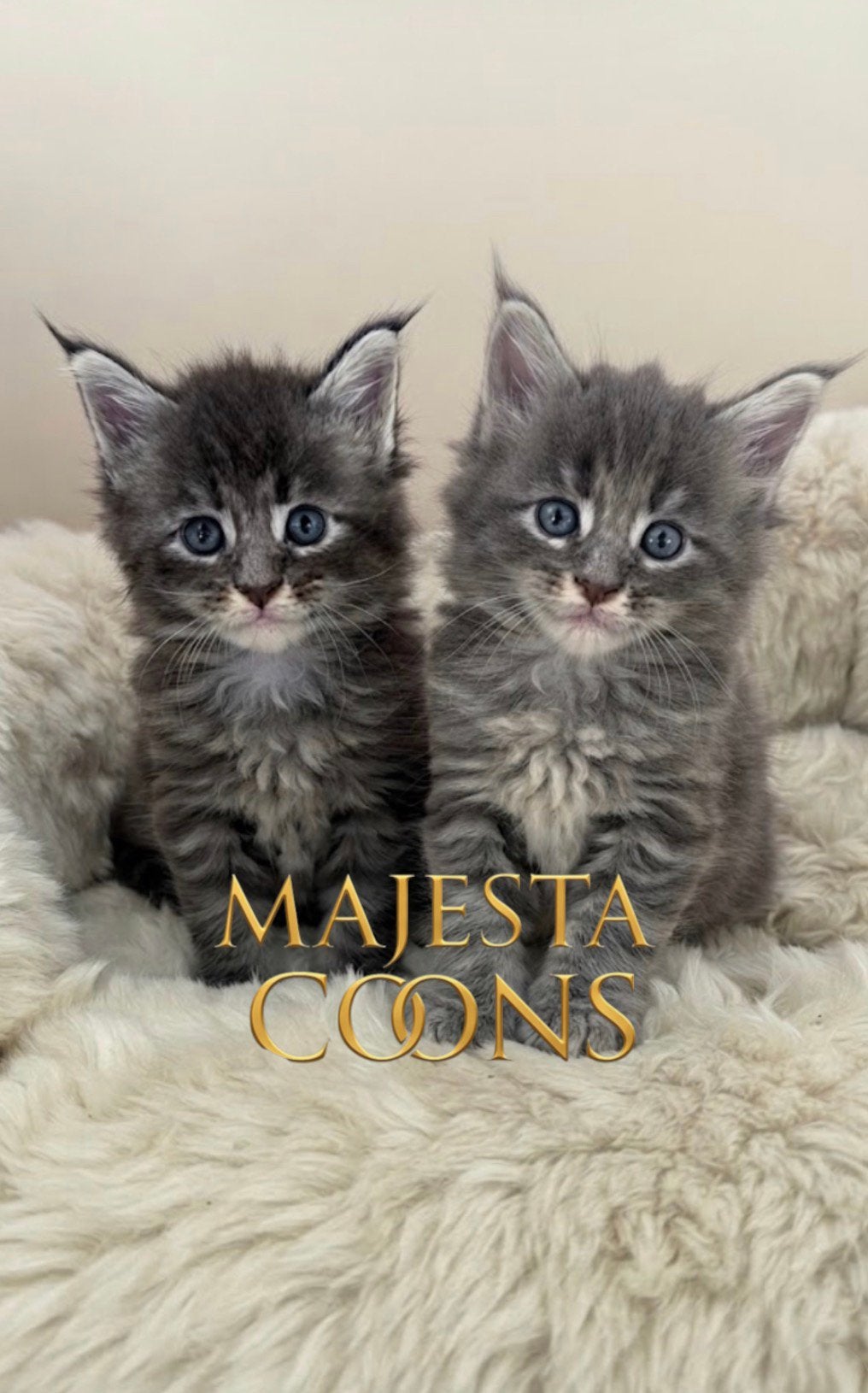 💕 Maine Coon Kittens met Stamboom 💕, Dieren en Toebehoren, Katten en Kittens | Raskatten | Langhaar, Poes, Met stamboom, 0 tot 2 jaar