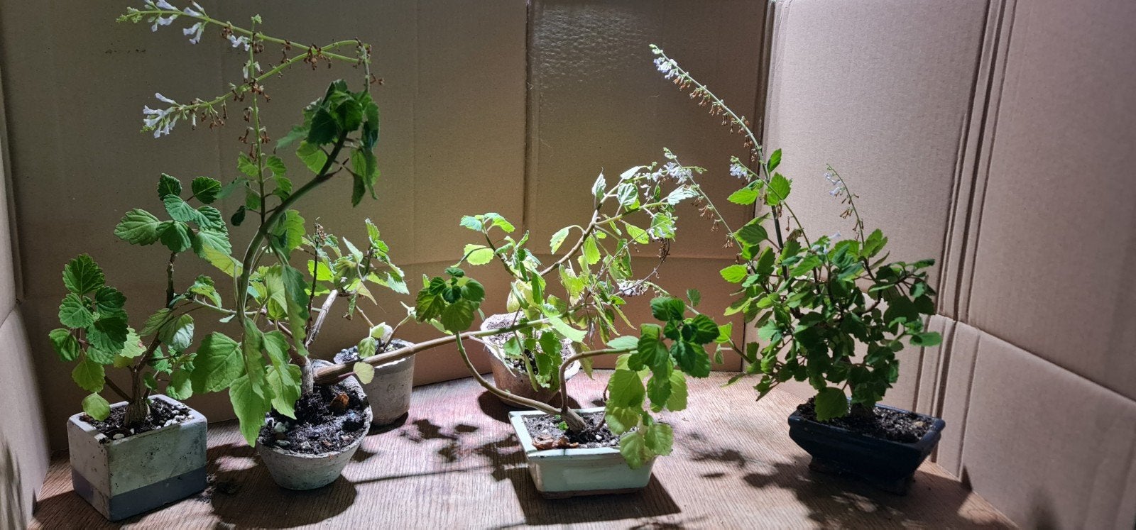 Diverse Kamerplanten: Ernstii & Plectranthus - Vanaf €10, Huis en Inrichting, Kamerplanten, Ophalen of Verzenden, In pot, Minder dan 100 cm