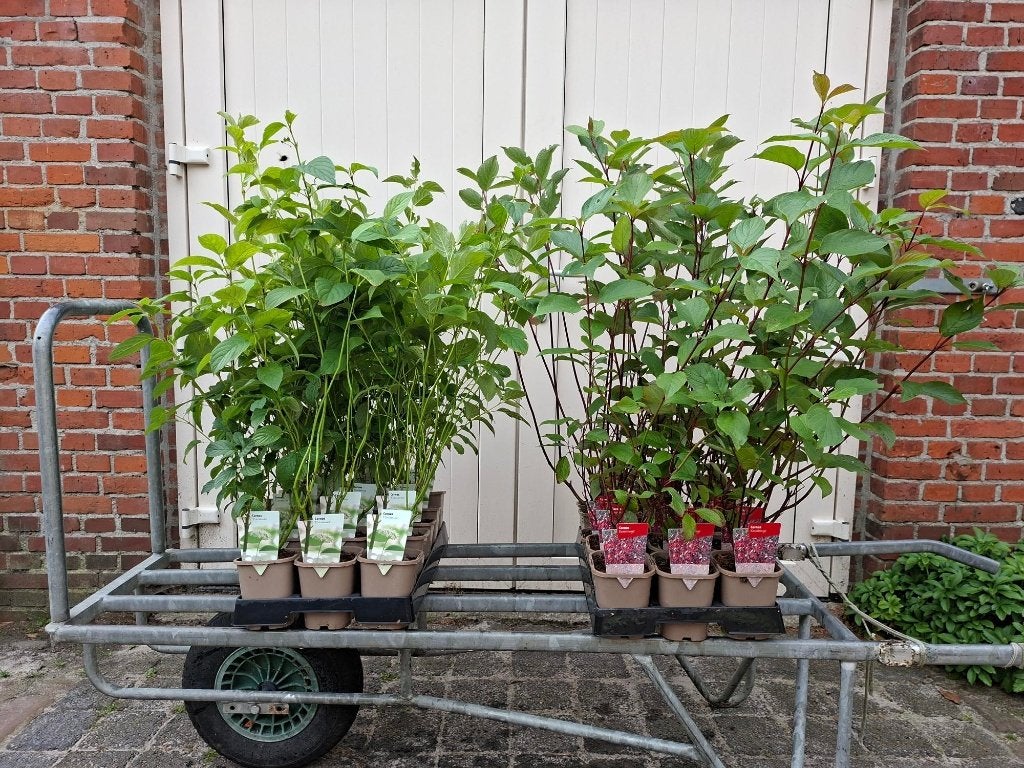 Mooie, volle Cornus (Kornoelje) in pot!, Ophalen, Overige soorten, Minder dan 100 cm