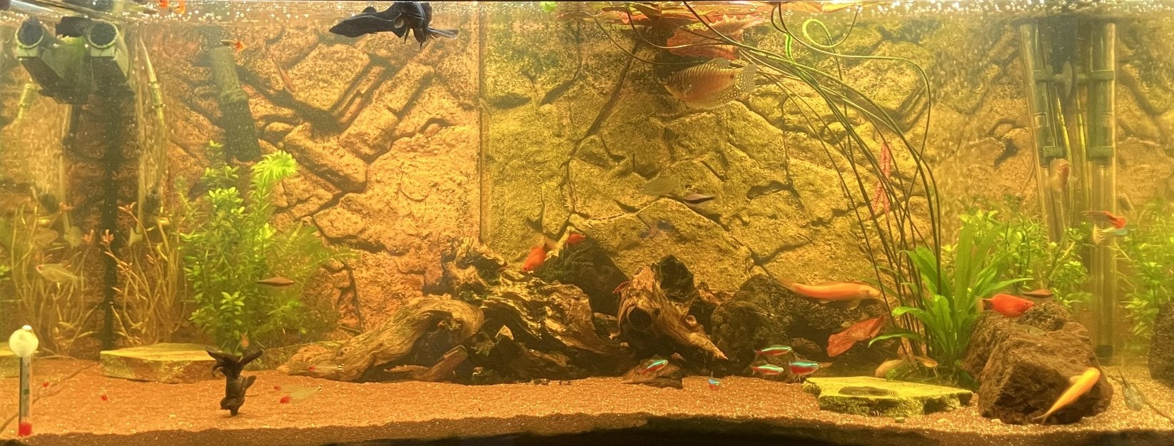 Platy, Guppy, Torenslak, Black Molly, Vuur Garnaal, Dieren en Toebehoren, Overige typen, Zoetwatervis, Schoolvis