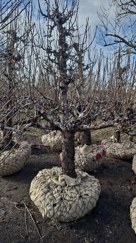 Conference laagstam perenbomen 50 jaar, Ophalen, 250 tot 400 cm, Perenboom, Lente