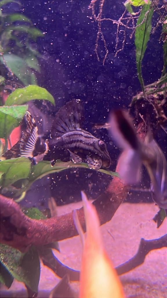 L191 dull eyed royal pleco, Dieren en Toebehoren, Vissen | Aquariumvissen, Vis, Zoetwatervis, Schoolvis