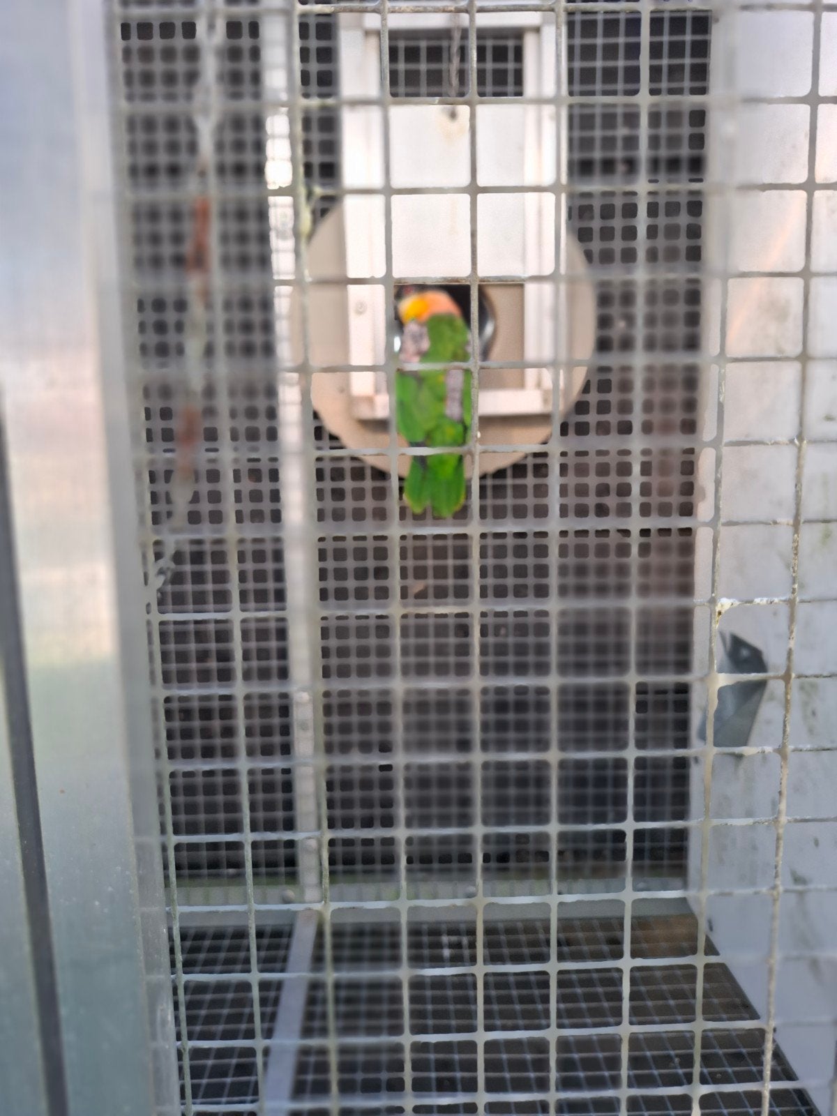 broed koppel zwartkop caique s, Dieren en Toebehoren, Meerdere dieren, Papegaai