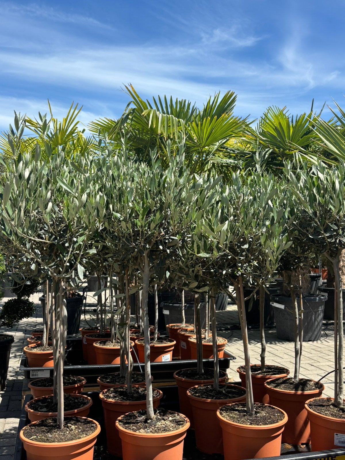 Olea europaea - olijfboompjes, Tuin en Terras, Lente, 100 tot 250 cm, Olijfboom, Ophalen