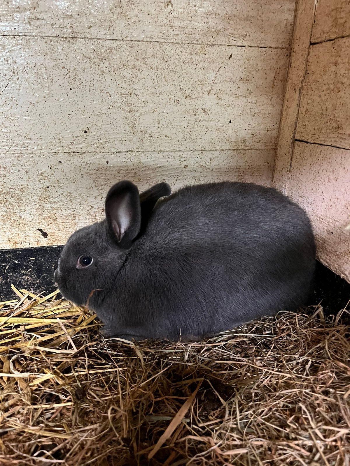 Te koop Dwerg konijntjes, Dieren en Toebehoren, Meerdere dieren, Dwerg