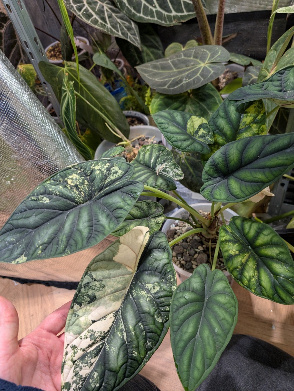 Alocasia Dragonscale Albo Variegata Moederplant, Ophalen of Verzenden, Halfschaduw, Minder dan 100 cm
