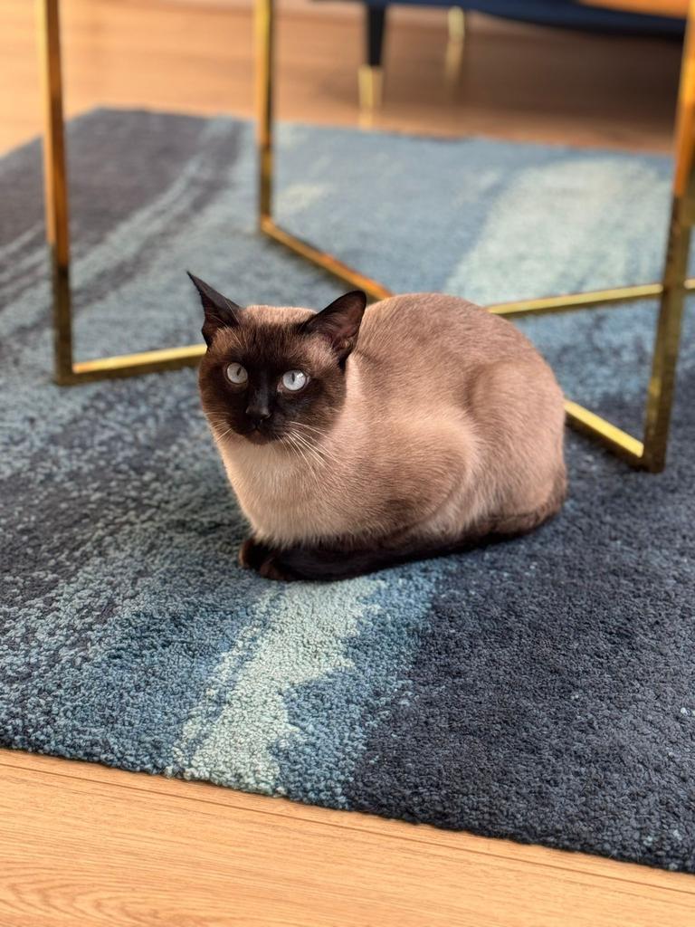 Siamees Dekkater (ervaren) Niet te koop!, Dieren en Toebehoren, 3 tot 5 jaar
