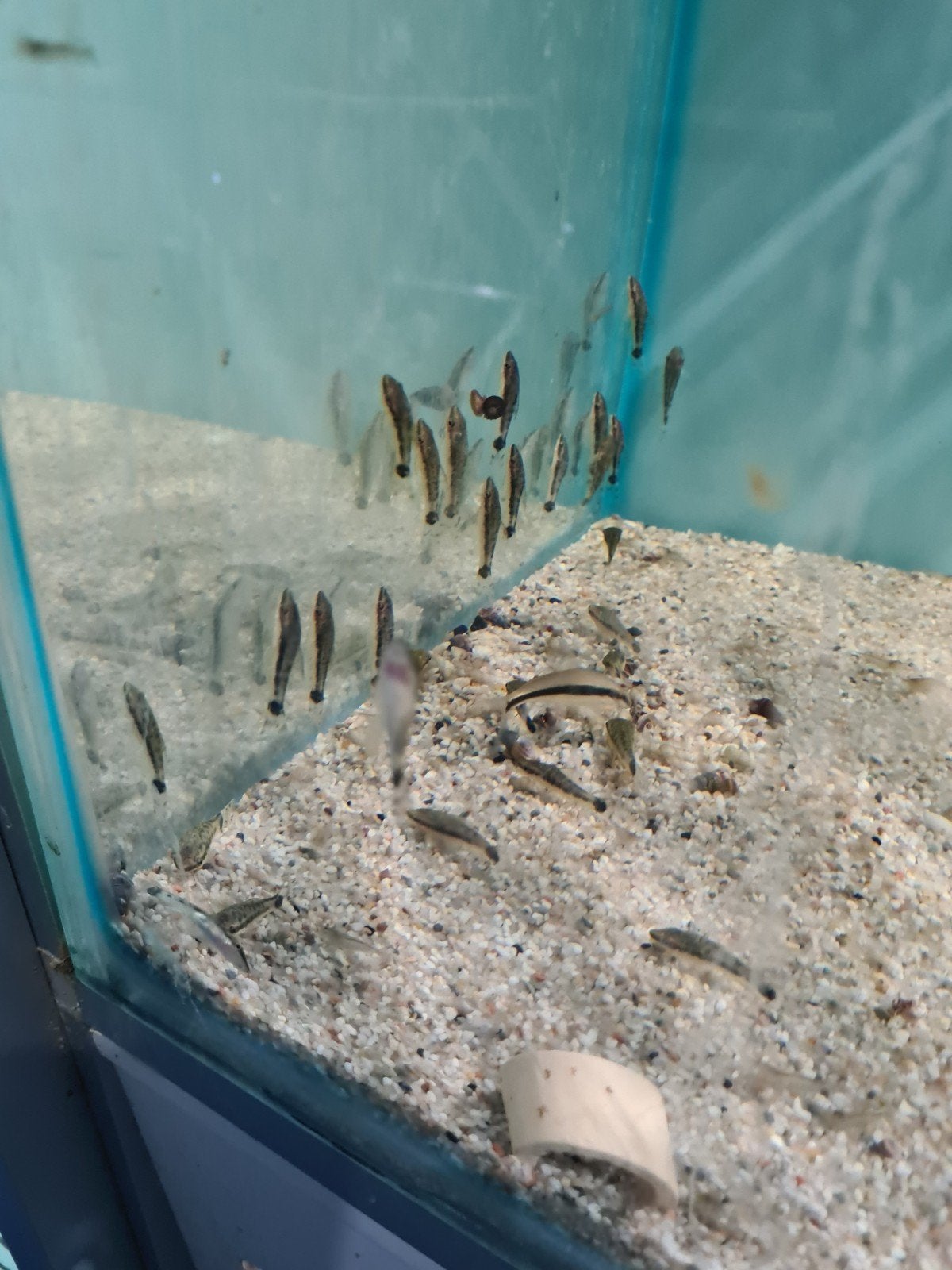 Otocinclus Vittatus algeneter, dwergalgeneter, Vis, Zoetwatervis, Schoolvis