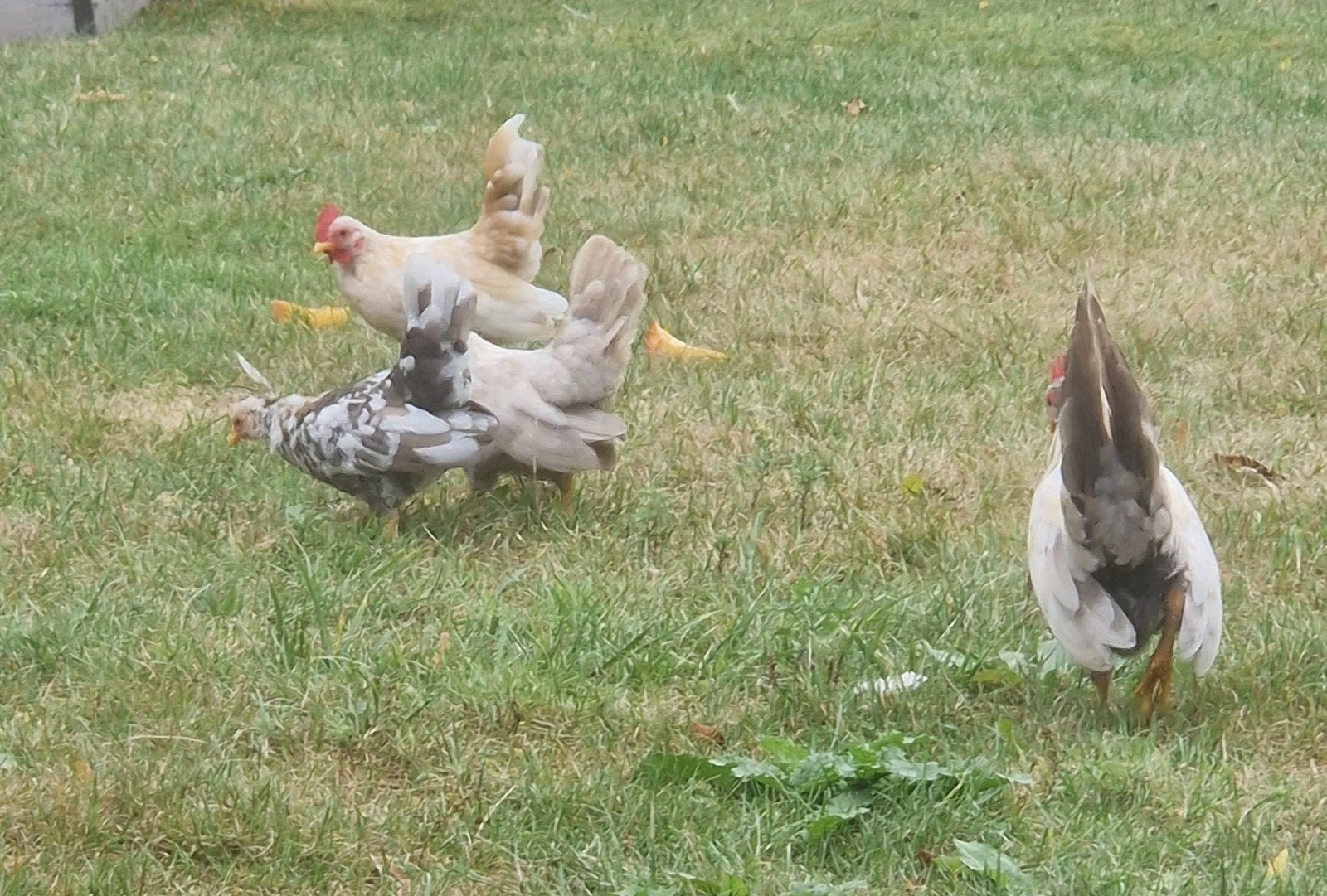 serama krielkipjes, Dieren en Toebehoren, Meerdere dieren, Kip