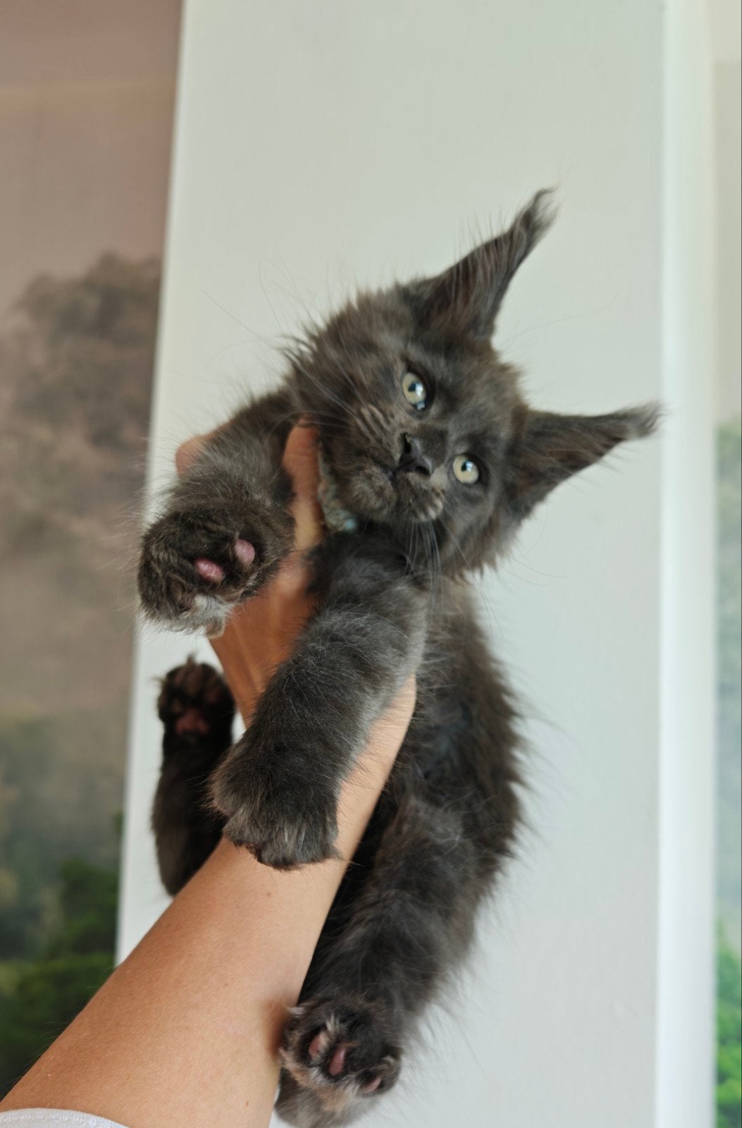 Maine Coon Dreamboy Kitten in blue with pedigree, Dieren en Toebehoren, Katten en Kittens | Raskatten | Langhaar, Kater