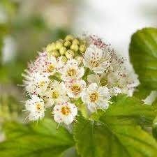 Mooie Physocarpus 'Darts Gold' (Blaasspirea) in pot!, Ophalen, Overige soorten, 100 tot 250 cm