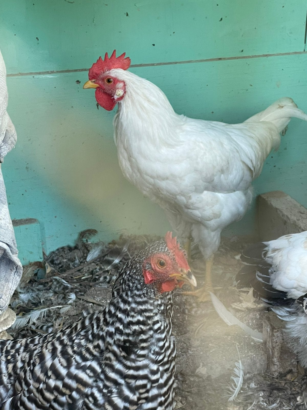 2 gezellige witte hanen afhalen gratis, Dieren en Toebehoren, Mannelijk, Kip