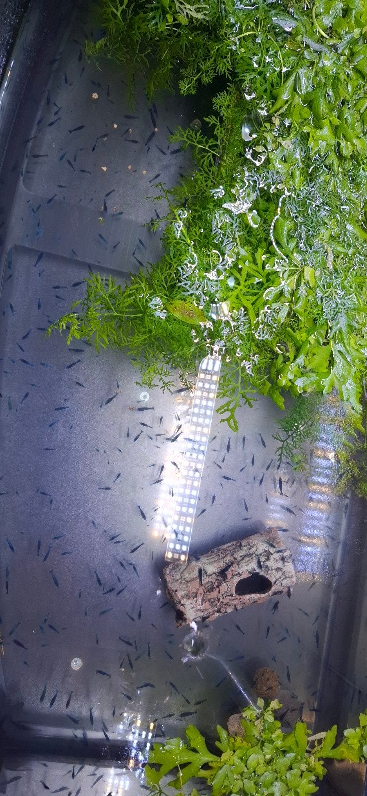 Gigantische Kweekkolonie Blue Diamond Garnalen (400+ stuks!), Dieren en Toebehoren, Vissen | Aquariumvissen, Kreeft, Krab of Garnaal