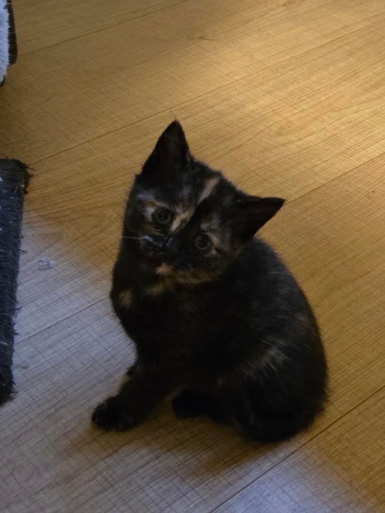 Laatste lieve kittens, Kater