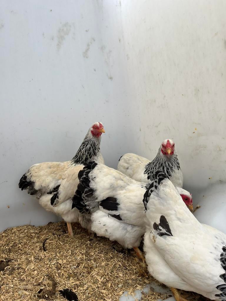 Prachtige mooie wyandotte columbia hennen, Dieren en Toebehoren, Pluimvee
