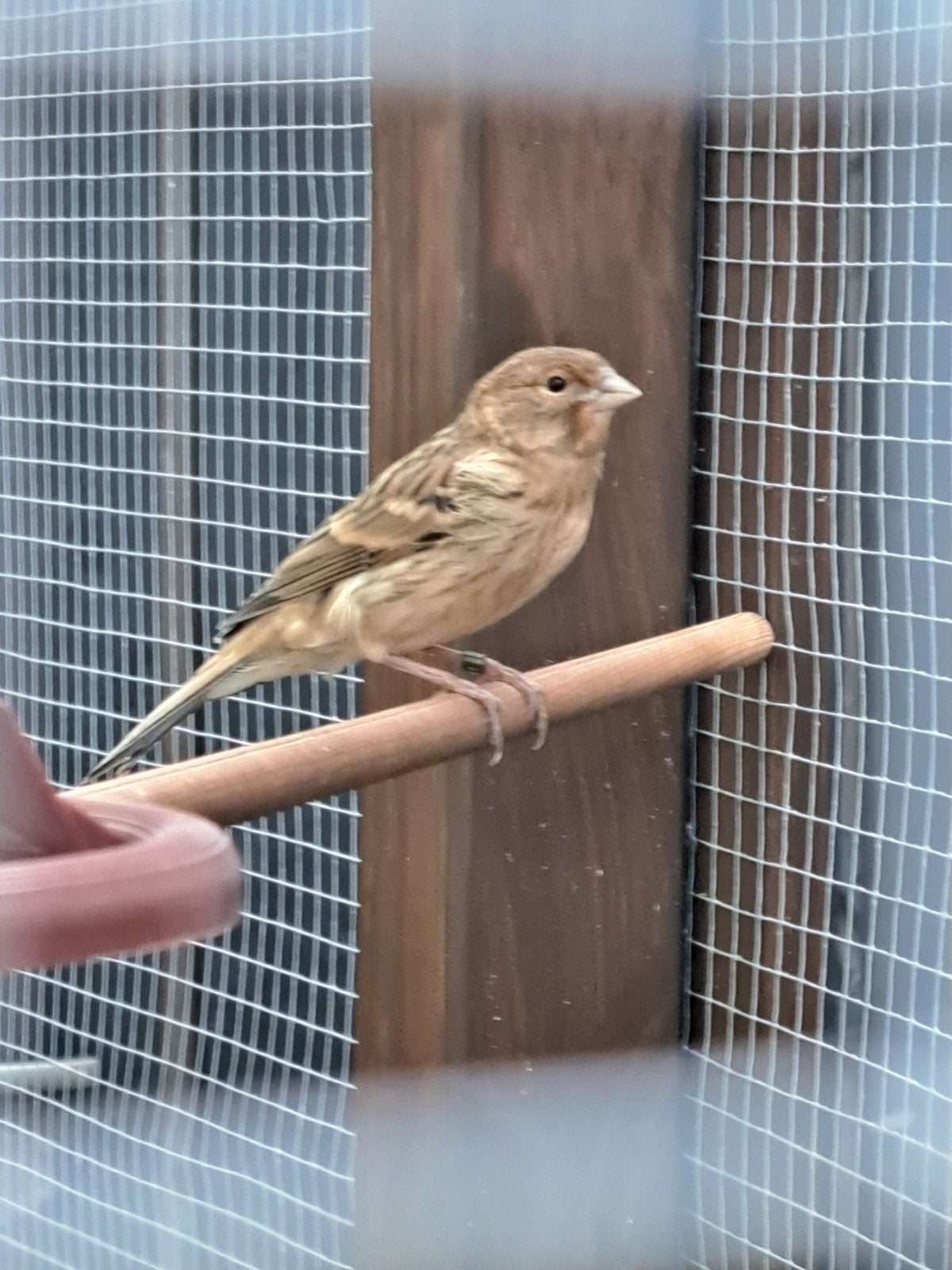Kanaries, Meerdere dieren, Kleurkanarie