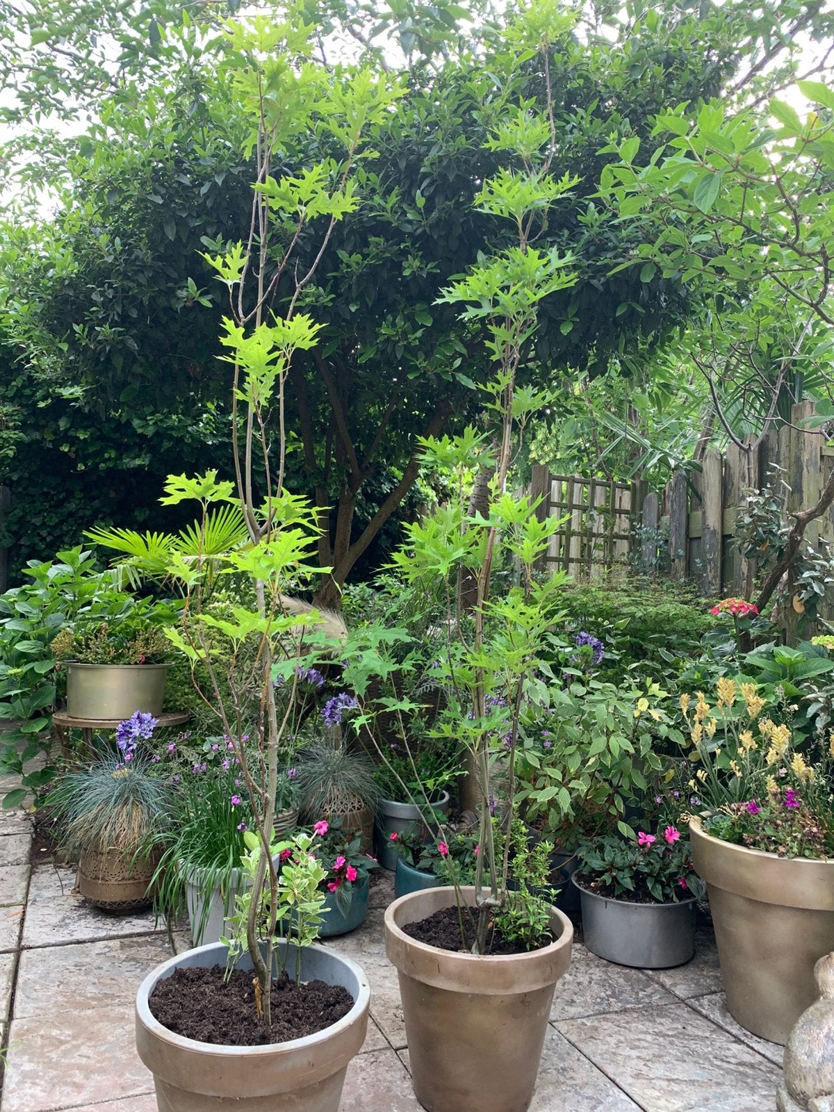 2 x Moeraseik in pot, Ophalen, Overige soorten, Volle zon