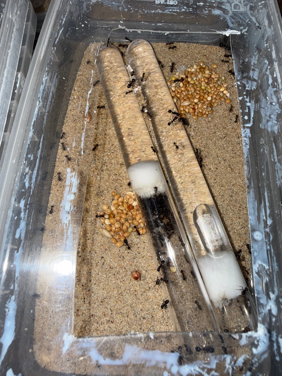 Messor barbarus mieren kolonie 100W