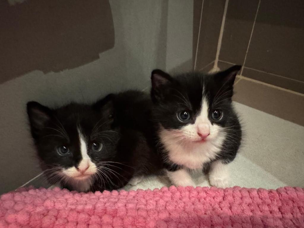Super schattige kittens zoeken liefdevolle baasjes, Dieren en Toebehoren, Meerdere dieren, 0 tot 2 jaar