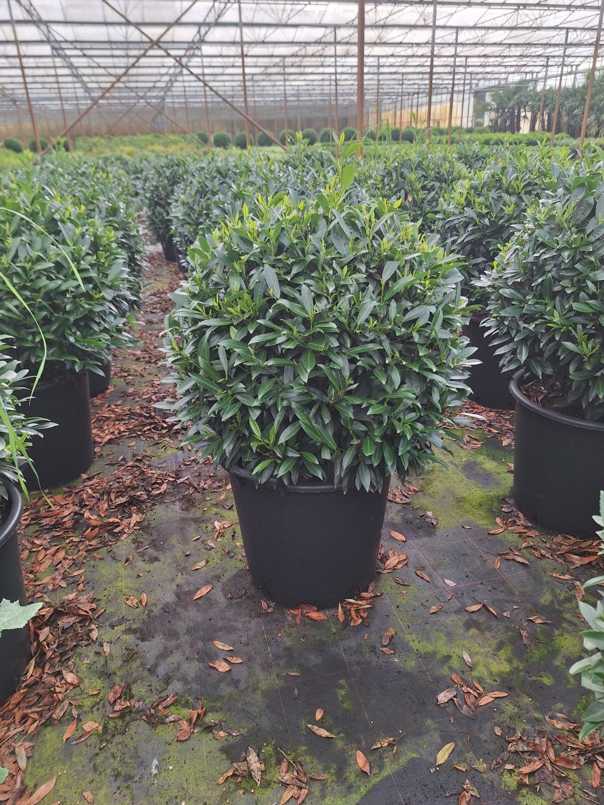 Sofia | Euonymus | Carre rouge | Burkwooddii bollen te koop, Tuin en Terras, Planten | Tuinplanten, Ophalen of Verzenden, Overige soorten