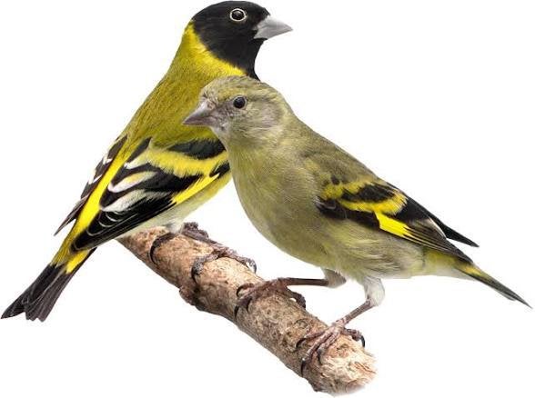 Zwartkopsijs pop gezocht., Dieren en Toebehoren, Vogels | Overige Vogels, Vrouwelijk, Geringd