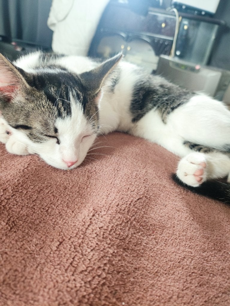 Kittens, Meerdere dieren, 0 tot 2 jaar