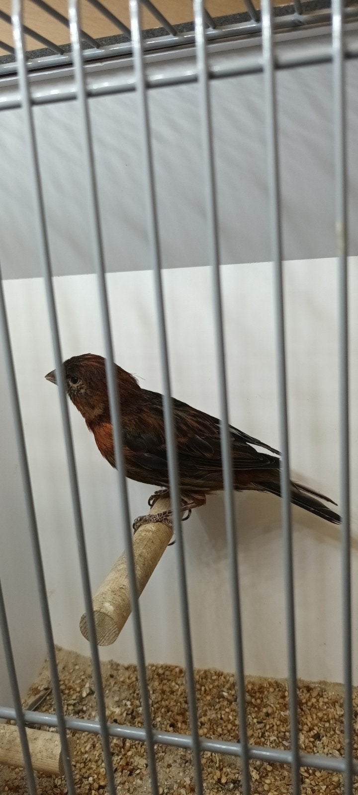 kanarie zwart rood man van '24, Mannelijk, Kleurkanarie