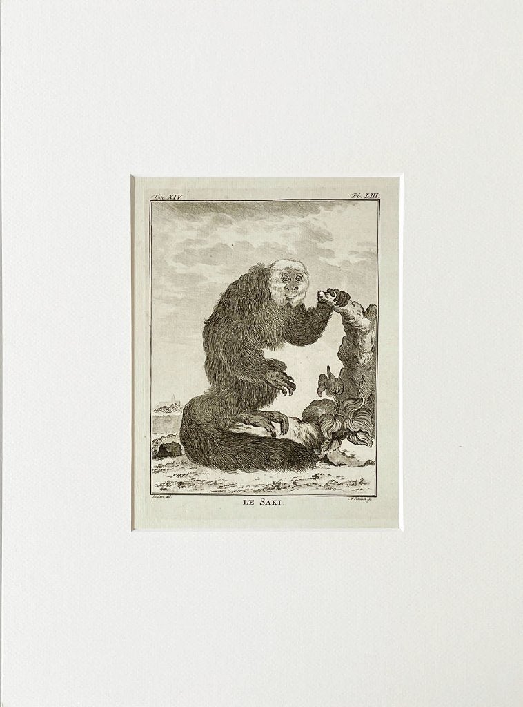 Ets 1783 du buffon in passe-partout en gratis verzending, Antiek en Kunst, Kunst | Etsen en Gravures, Ophalen of Verzenden