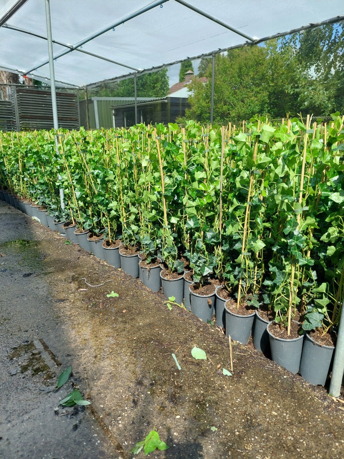 hedera klimop klimplanten gaaswerk hekwerk afrastering, Ophalen, Bloeit niet, Klimplanten, Halfschaduw