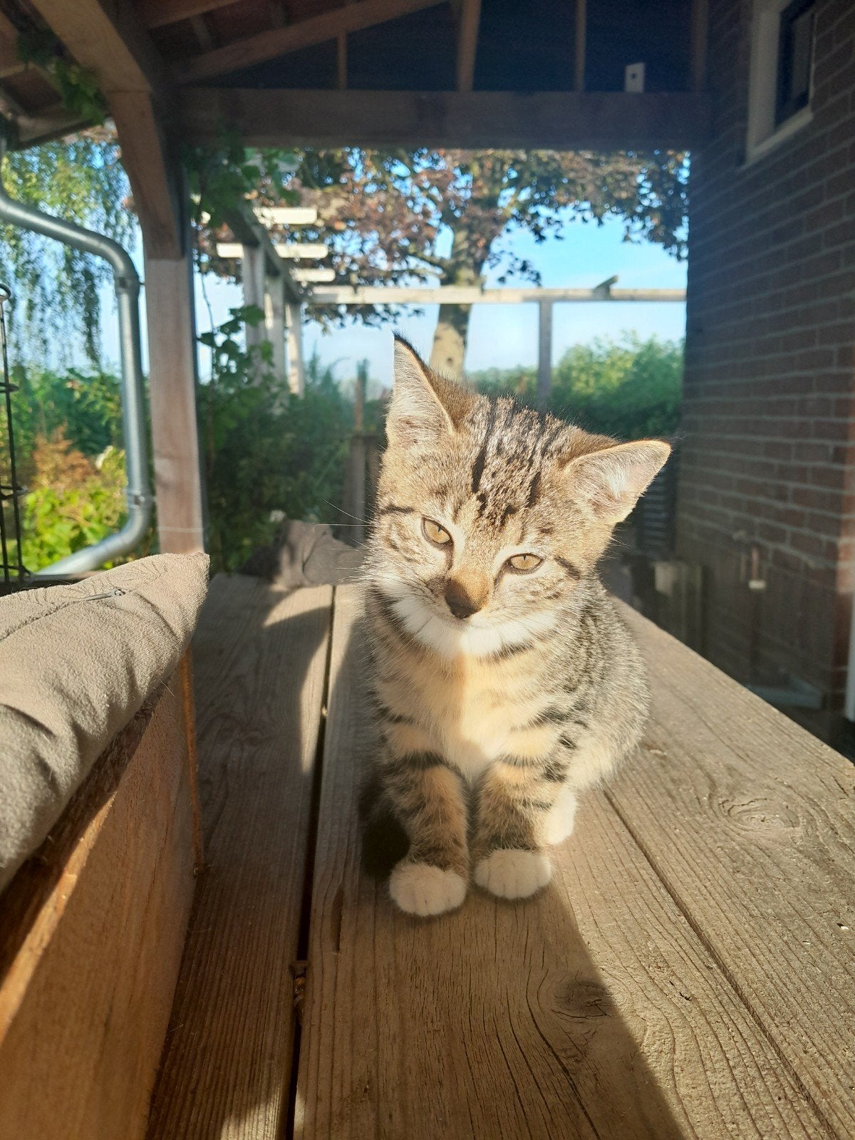 kittens, gestreepte en zwart wit, Meerdere dieren, Ontwormd, 0 tot 2 jaar