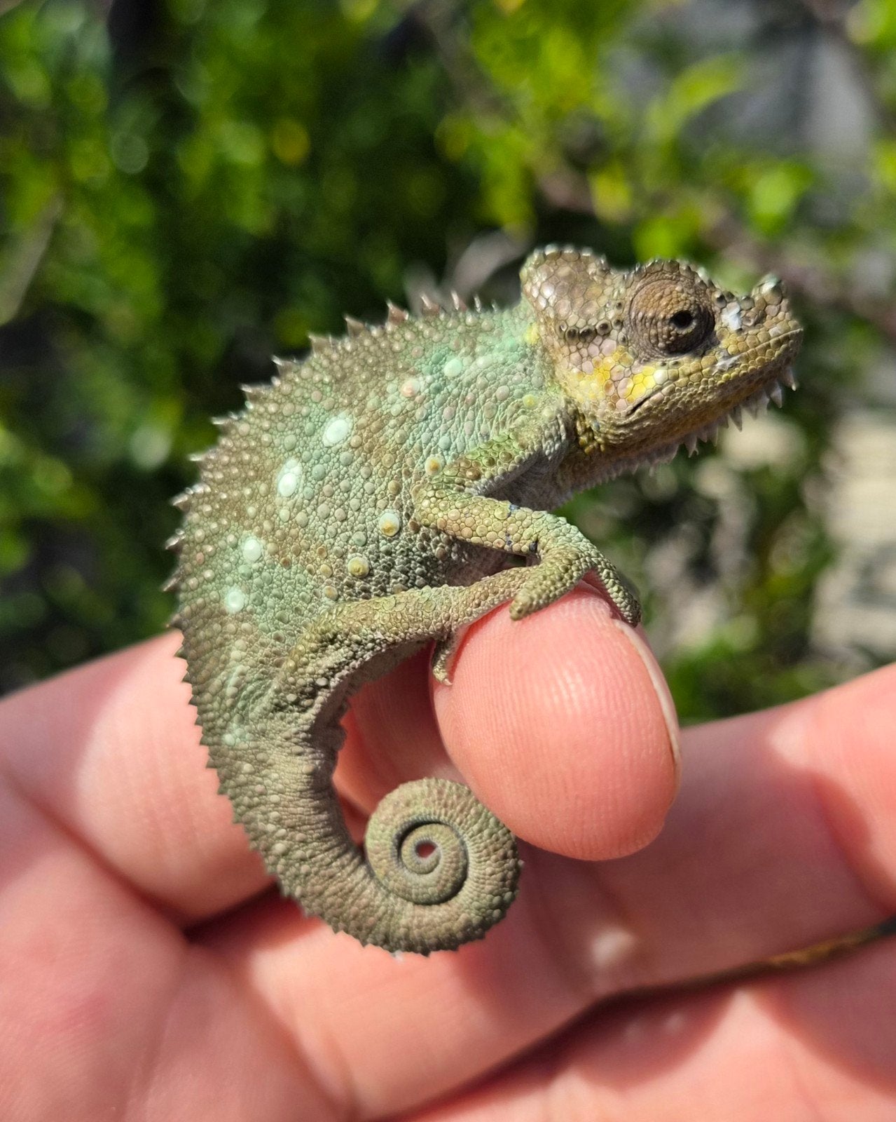Helmkameleon (Trioceros Hoehnelii) nakweek Chameleon photo 6