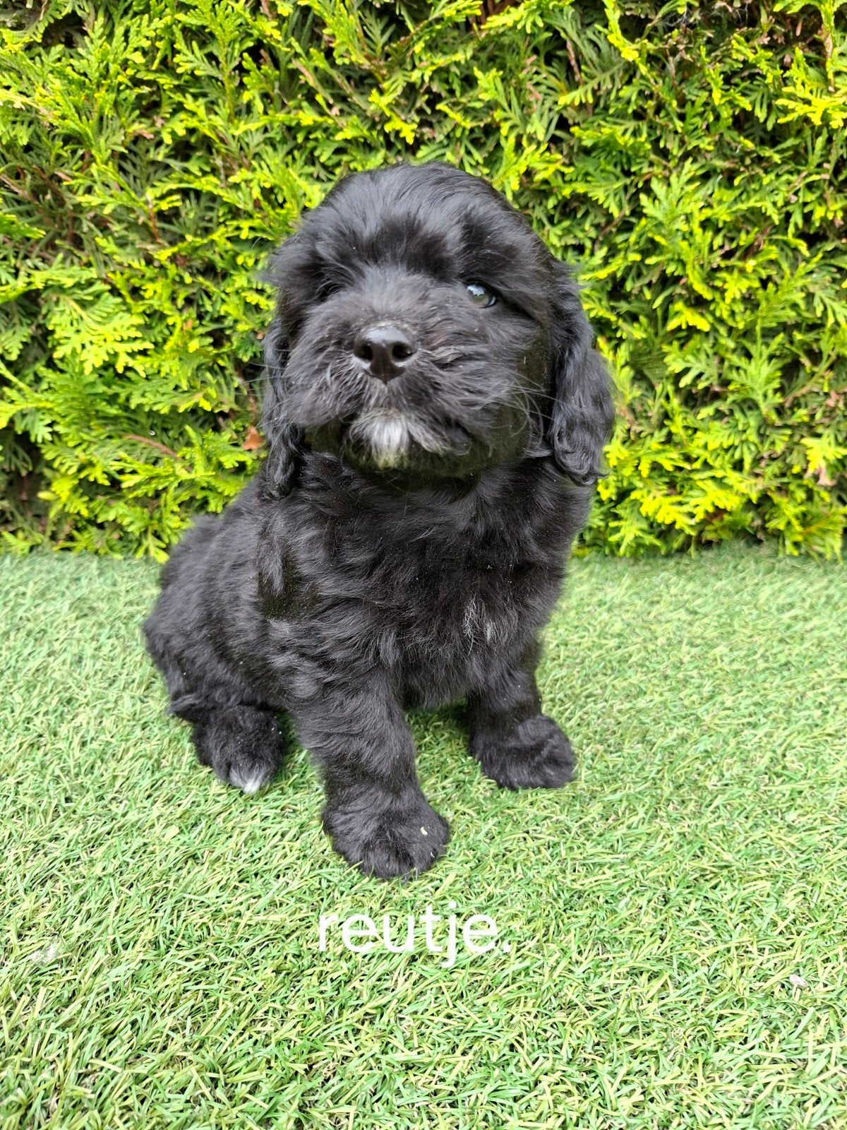 Zeer mooie speelse boomer x mini doodle., Dieren en Toebehoren, Parvo, Overige rassen, 8 tot 15 weken, Meerdere