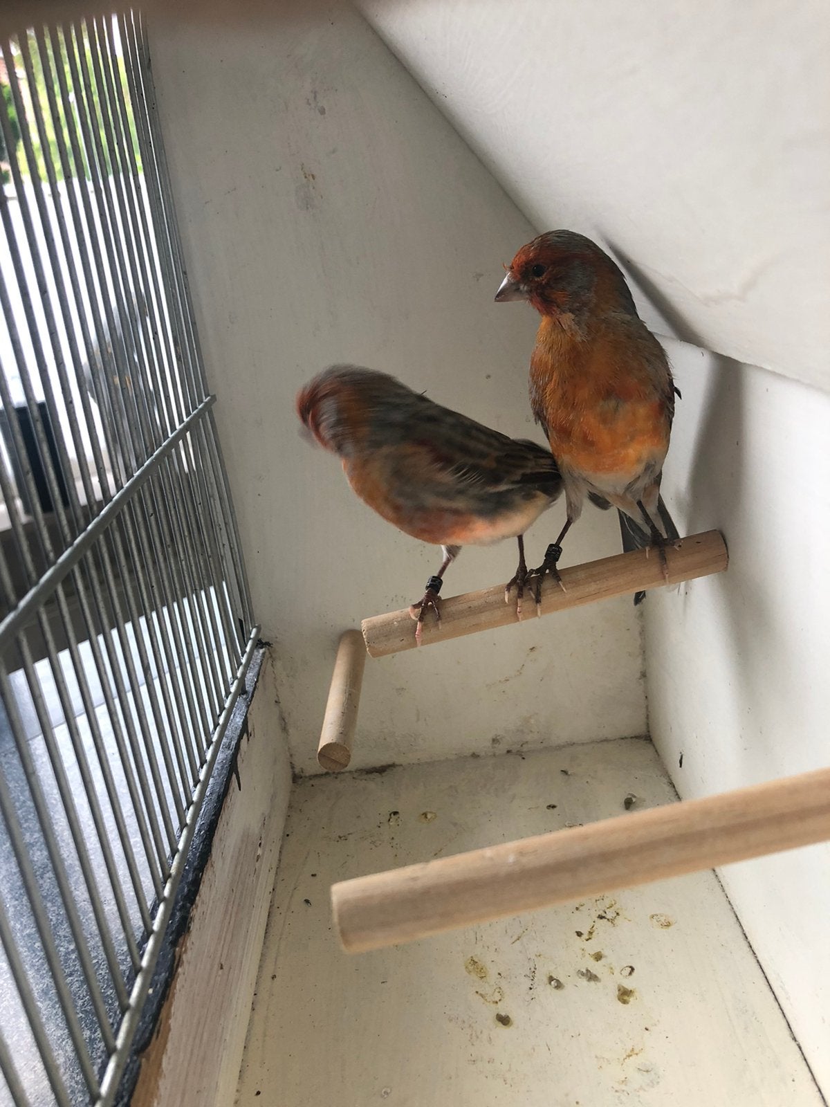 Te Koop ; Koppel Kanaries, Meerdere dieren, Kleurkanarie