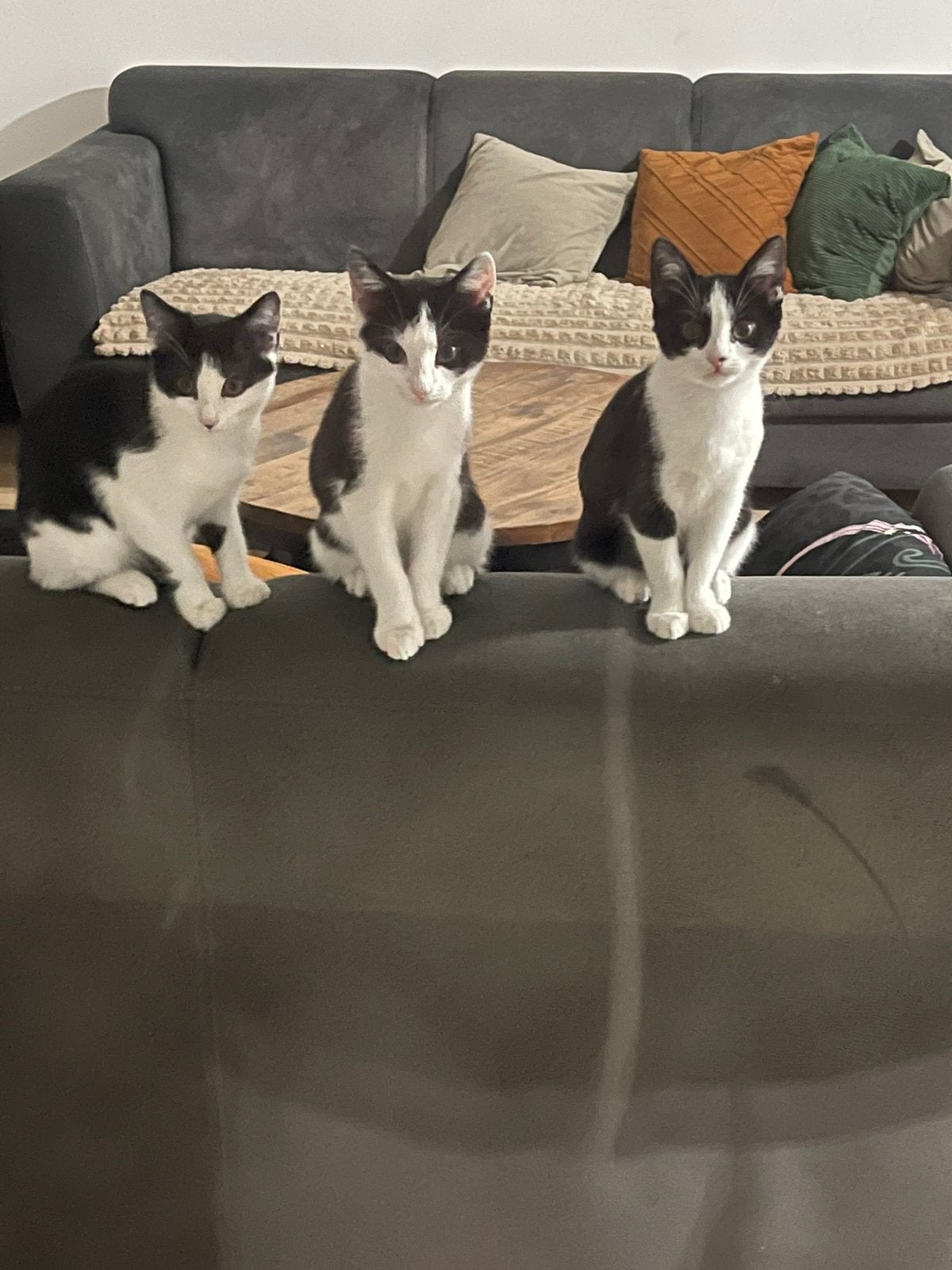 Kittens 5 maanden gratis, Dieren en Toebehoren, Ophalen of Verzenden, Zo goed als nieuw, Overige