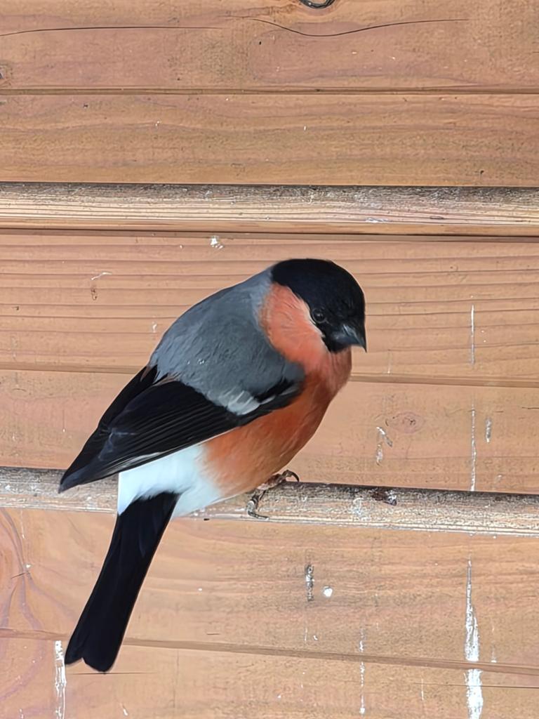 Goudvink man, Mannelijk, Wildzangvogel, Geringd